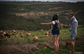 Sagres wildlife